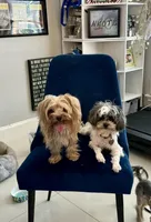 Ruby, a female Yorkshire Terrier and Havashire for sale in Spring, TX – Photo 4 of 4