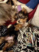 Thor, a male Yorkshire Terrier for sale in Spring, TX – Photo 2 of 3