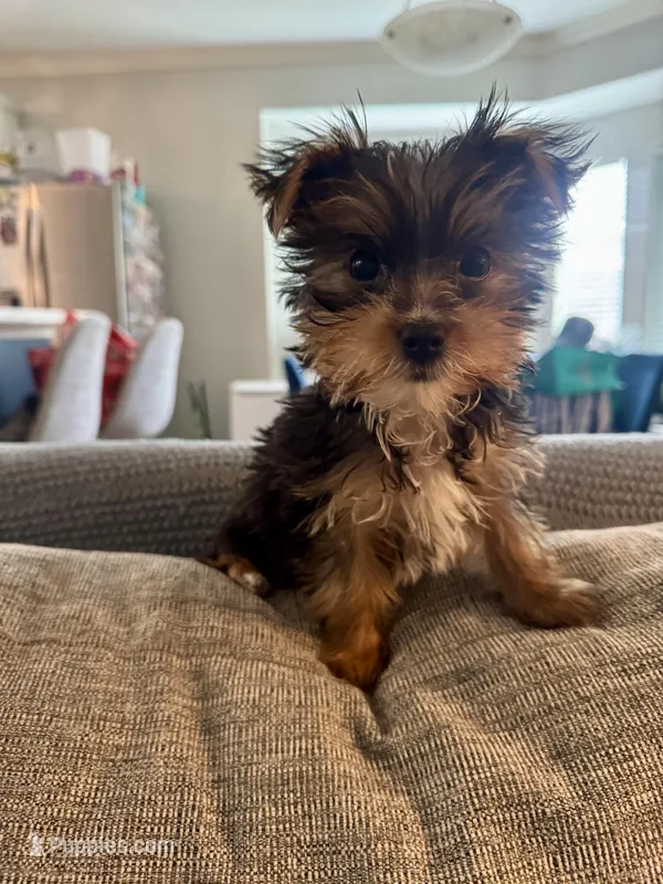 Thor - AKC - Charting 3.5 pounds – Yorkshire Terrier puppy for sale in Spring, TX