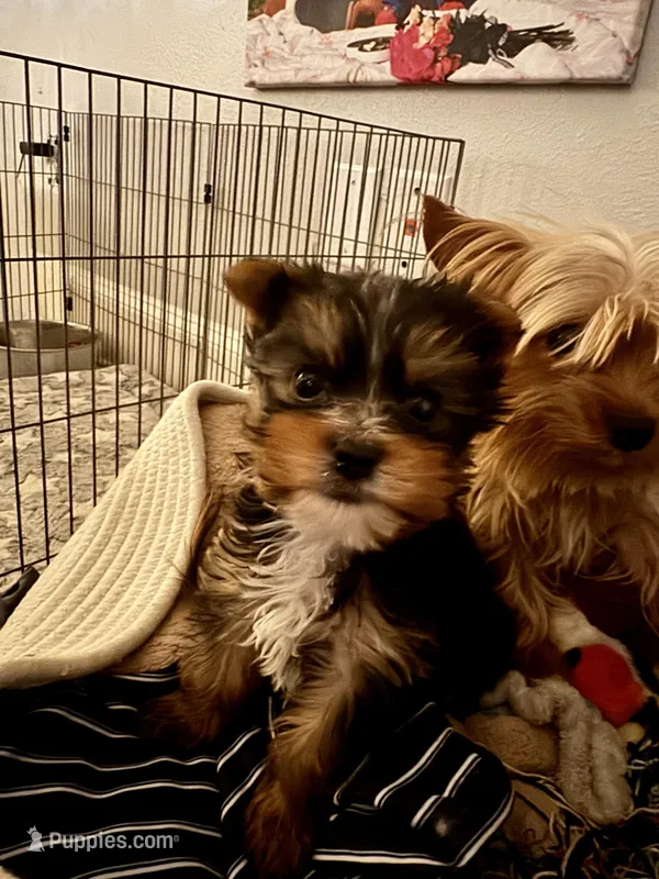 Thor – Yorkshire Terrier puppy for sale in Spring, TX