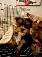 Thor, a male Yorkshire Terrier for sale in Spring, TX – Photo 1 of 3