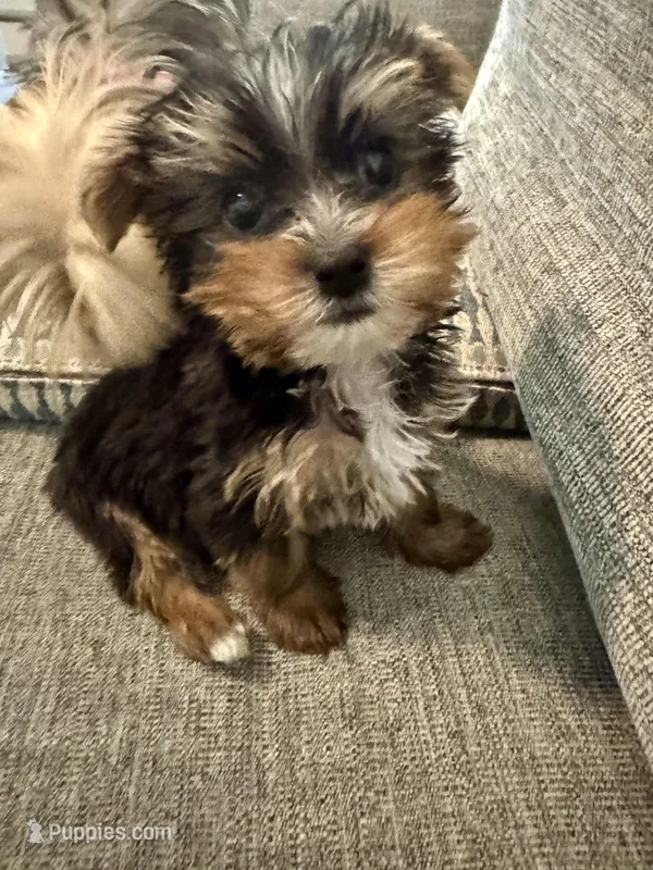 Thor – Yorkshire Terrier puppy for sale in Spring, TX