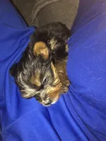 Thor, a male Yorkshire Terrier for sale in Spring, TX – Photo 3 of 3