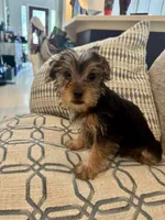 Lover Boy AKC, a male Yorkshire Terrier for sale in Spring, TX – 3 of 9