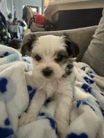 Patches, a female Yorkshire Terrier and Havashire for sale in Spring, TX – 3 of 4
