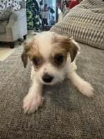 Susie, a female Yorkshire Terrier and Havashire for sale in Spring, TX – 4 of 4