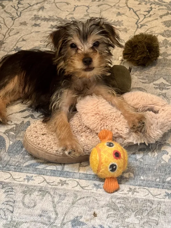 Lover Boy AKC – Yorkshire Terrier puppy for sale in Spring, TX