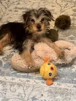 Lover Boy AKC, a male Yorkshire Terrier for sale in Spring, TX – 1 of 10