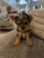 Tiny Girl AKC, a female Yorkshire Terrier for sale in Spring, TX – Photo 3 of 3