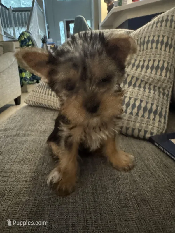 Tiny Girl AKC – Yorkshire Terrier puppy for sale in Spring, TX