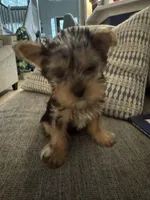 Tiny Girl AKC, a female Yorkshire Terrier for sale in Spring, TX – Photo 1 of 3