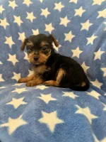 Fred, a male Yorkshire Terrier for sale in Spring, TX – Photo 1 of 7
