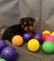 Fred, a male Yorkshire Terrier for sale in Spring, TX – Photo 7 of 7