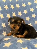 Fred, a male Yorkshire Terrier for sale in Spring, TX – Photo 2 of 7