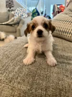 Susie, a female Yorkshire Terrier and Havashire for sale in Spring, TX – 2 of 4