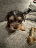 Leia, a female Yorkshire Terrier for sale in Spring, TX – 2 of 3