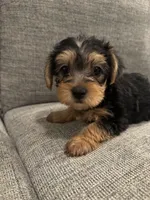 Leia, a female Yorkshire Terrier for sale in Spring, TX – 1 of 3