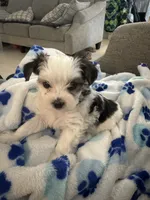 Patches, a female Yorkshire Terrier and Havashire for sale in Spring, TX – 4 of 4