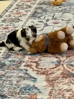 Heart Botton, a male Yorkshire Terrier and Havashire for sale in Spring, TX – 3 of 3