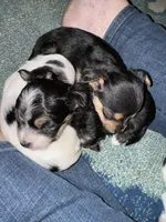 Chilla, a male Yorkshire Terrier for sale in Spring, TX – Photo 5 of 6