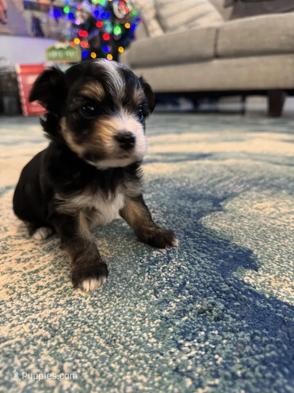 Chilla, a male Yorkshire Terrier for sale in Spring, TX – Photo 1 of 6