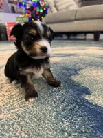 Chilla, a male Yorkshire Terrier for sale in Spring, TX – Photo 1 of 6