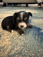 Chilla, a male Yorkshire Terrier for sale in Spring, TX – Photo 3 of 6