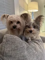 Chilla, a male Yorkshire Terrier for sale in Spring, TX – Photo 2 of 6