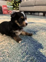 Chilla, a male Yorkshire Terrier for sale in Spring, TX – Photo 6 of 6