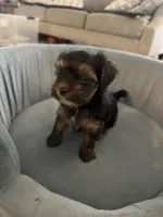 Albert, a male Yorkshire Terrier and Havashire for sale in Spring, TX – 2 of 5