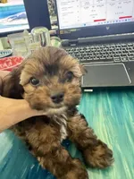 Joey, a male Yorkshire Terrier and Havashire for sale in Spring, TX – Photo 5 of 10