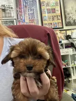 Joey, a male Yorkshire Terrier and Havashire for sale in Spring, TX – Photo 6 of 10