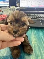 Joey, a male Yorkshire Terrier and Havashire for sale in Spring, TX – Photo 10 of 10