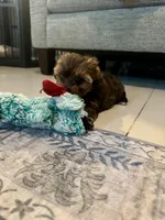 Joey, a male Yorkshire Terrier and Havashire for sale in Spring, TX – Photo 3 of 10