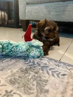 Joey, a male Yorkshire Terrier and Havashire for sale in Spring, TX – Photo 9 of 10