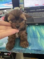 Joey, a male Yorkshire Terrier and Havashire for sale in Spring, TX – Photo 7 of 10