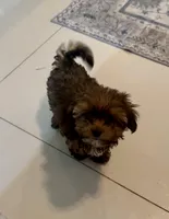 Joey, a male Yorkshire Terrier and Havashire for sale in Spring, TX – Photo 2 of 10