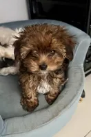 Joey, a male Yorkshire Terrier and Havashire for sale in Spring, TX – Photo 1 of 10