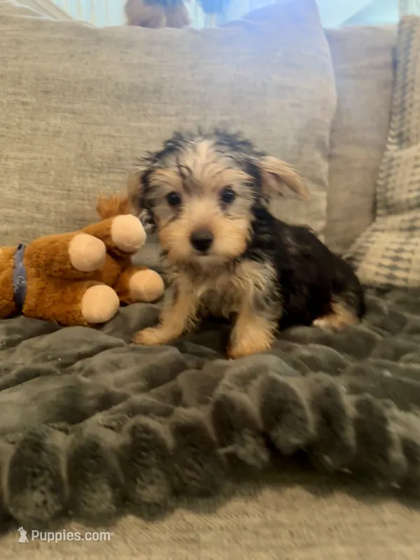 Leia – Yorkshire Terrier puppy for sale in Spring, TX