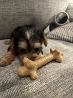 Leia, a female Yorkshire Terrier for sale in Spring, TX – 3 of 3