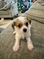 Susie, a female Yorkshire Terrier and Havashire for sale in Spring, TX – 3 of 4