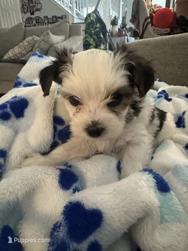 Patches – Yorkshire Terrier, Havashire puppy for sale in Spring, TX