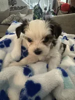Patches, a female Yorkshire Terrier and Havashire for sale in Spring, TX – 1 of 4