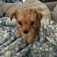 Sage, a male Yorkshire Terrier and Havashire for sale in Spring, TX – Photo 6 of 8