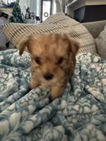 Sage, a male Yorkshire Terrier and Havashire for sale in Spring, TX – Photo 4 of 5