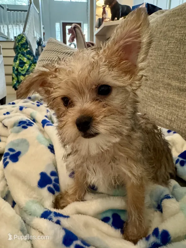 Sage – Yorkshire Terrier, Havashire puppy for sale in Spring, TX