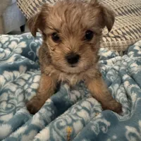 Sage, a male Yorkshire Terrier and Havashire for sale in Spring, TX – Photo 4 of 8