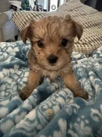 Sage, a male Yorkshire Terrier and Havashire for sale in Spring, TX – Photo 1 of 5