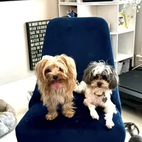 Sage, a male Yorkshire Terrier and Havashire for sale in Spring, TX – Photo 7 of 8