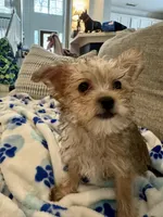 Sage, a male Yorkshire Terrier and Havashire for sale in Spring, TX – Photo 8 of 8